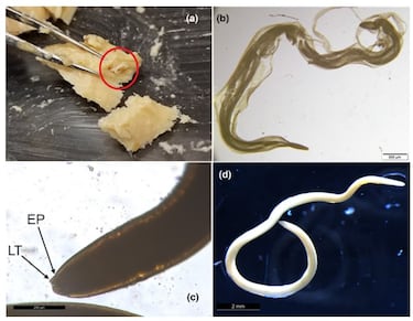 50-year old can of salmon reveals hidden secret about our seas