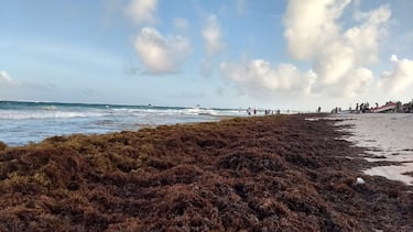 Qué es el sargazo, la peor plaga del Caribe que está arruinando las vacaciones de miles de turistas