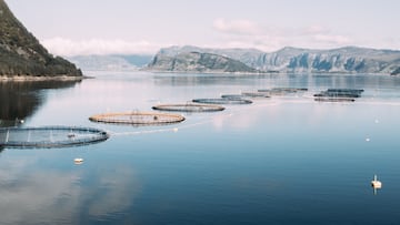 Desastre en las costas noruegas con la desaparición de 27.000 salmones: ofrecen una recompensa